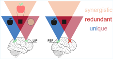 Prediction-based decomposition of synergistic, redundant, and unique information in human brain dynamics