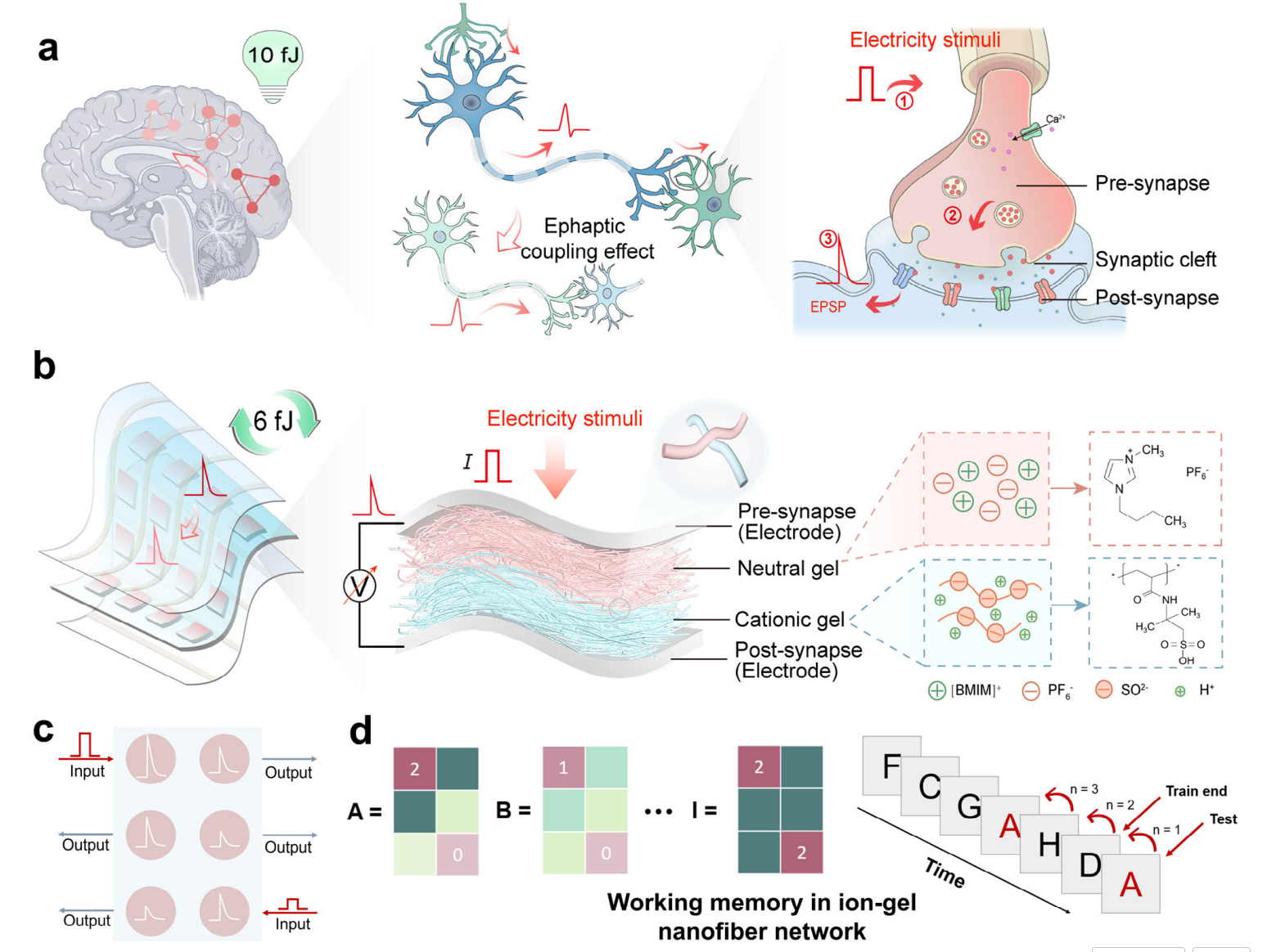 Ion-gel nanofiber artificial synapse overview