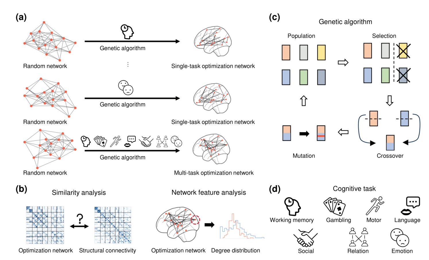 Genetic algorithms for structural brain networks overview