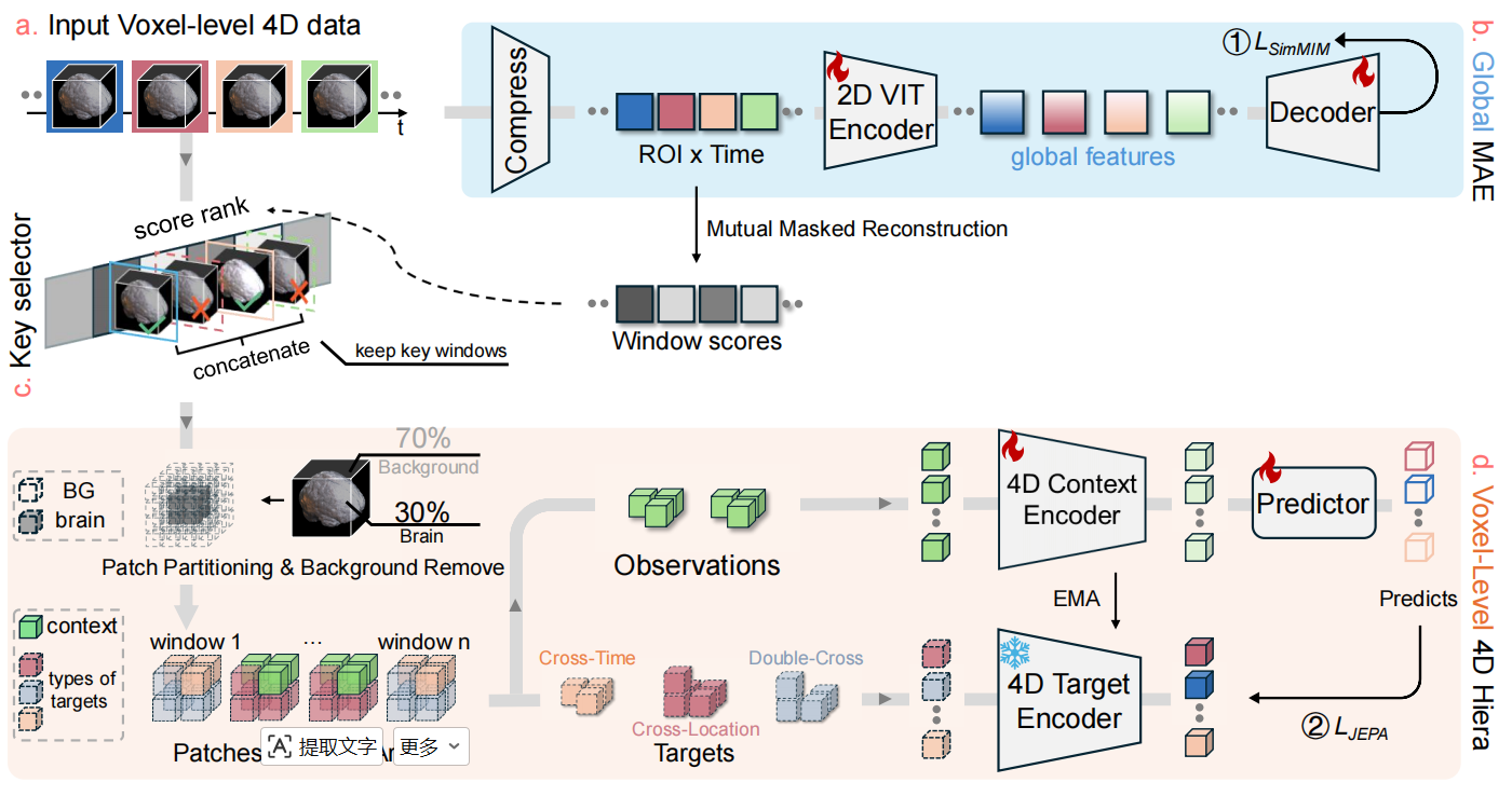 SLIM-Brain architecture overview